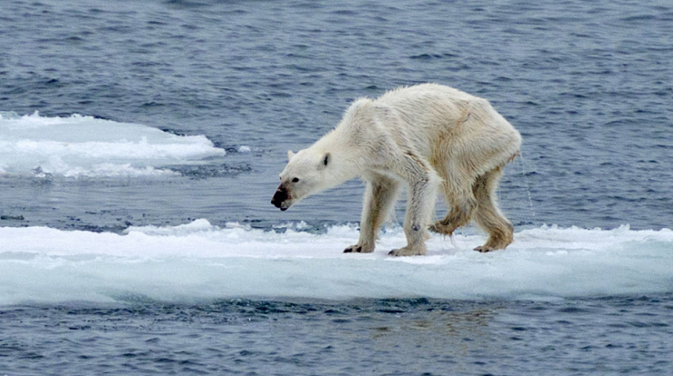 Jääkarhu kuolemassa nälkään