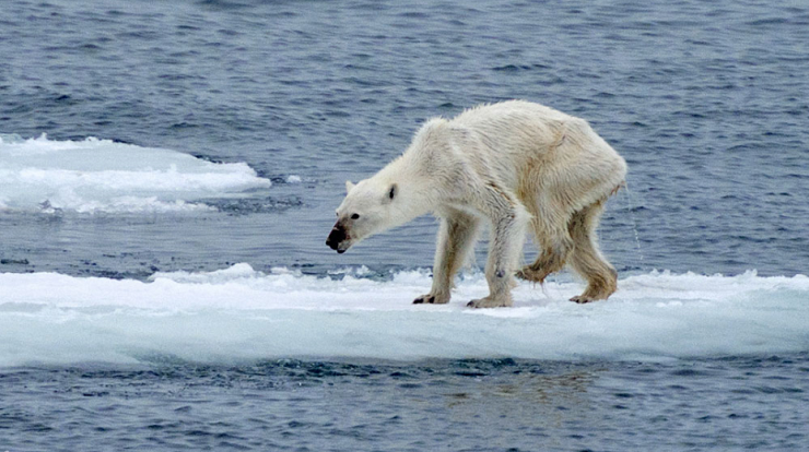 Risultati immagini per the effects of climate change