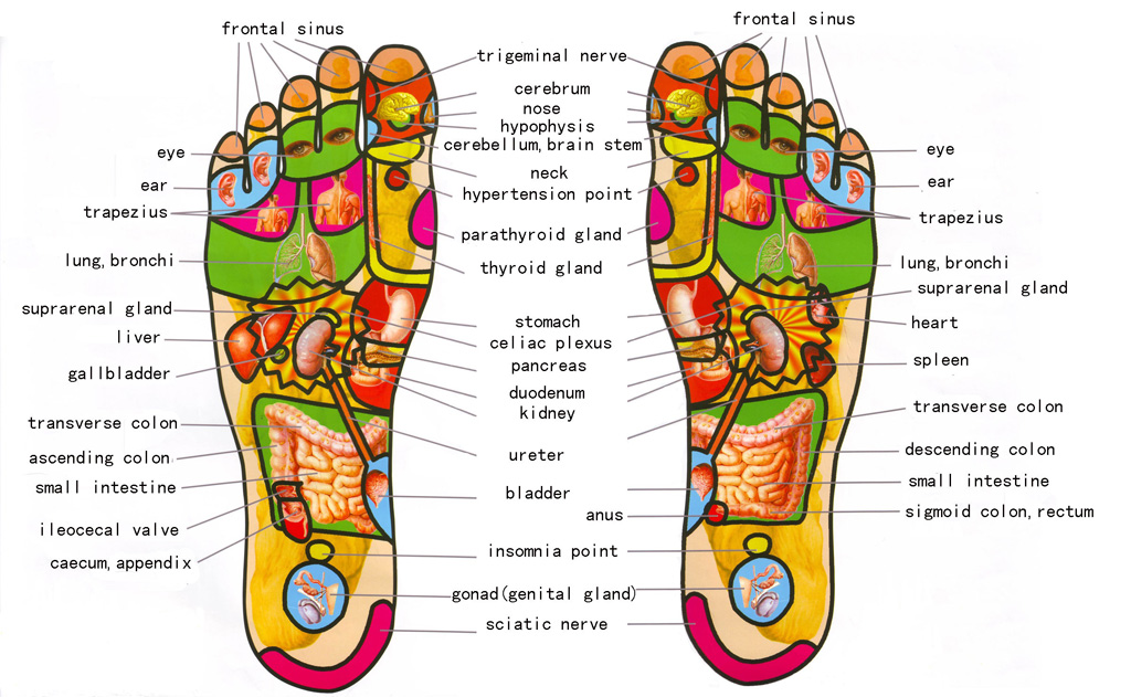 Reflexology Zones Chart