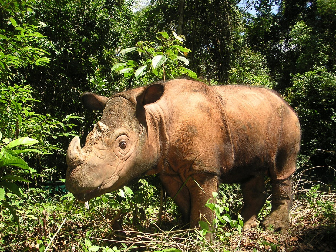 sumatran rhino safari