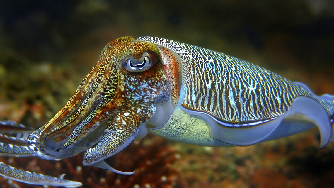 The beauty of cephalopods. Why we must protect them LifeGate