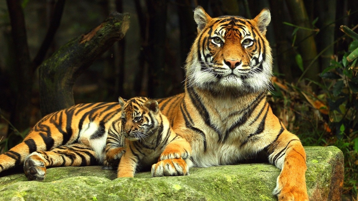 Global wild tiger populations are on the rise for the first time ...