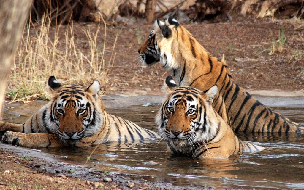 Only 100 tigers left in Bangladesh's famed Sundarbans forest