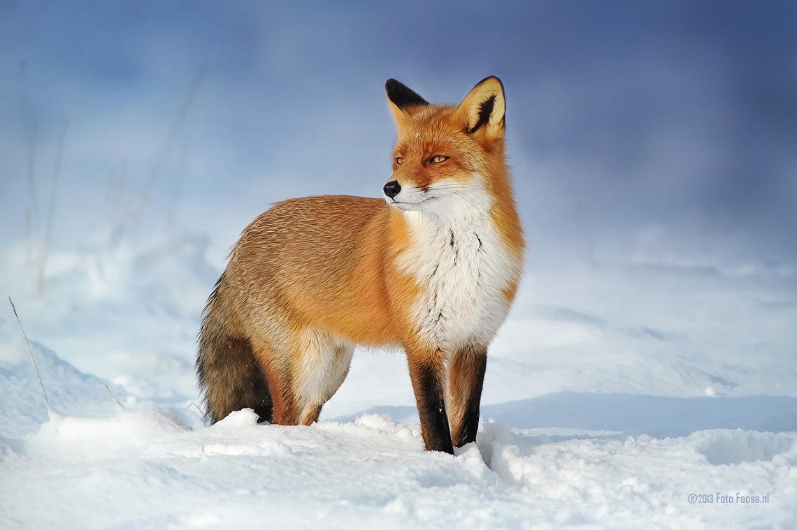 Behind The Winning Picture Of The Wildlife Photographer Of The Year 