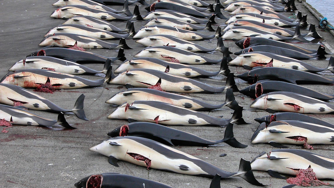 What is Grindadráp and why is whaling in the Faroe Islands so