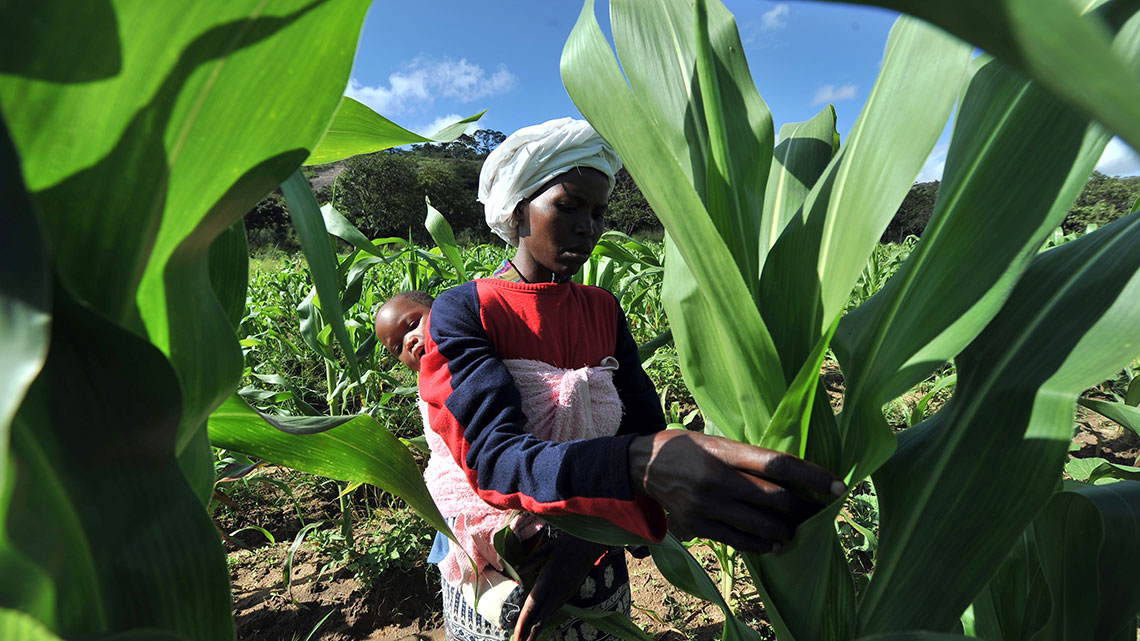 Drought in Zambia, maize output could fall by half due to unpredictable weather LifeGate