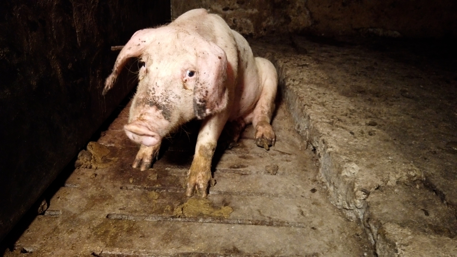 The heartbreaking lives of pigs raised for meat - LifeGate